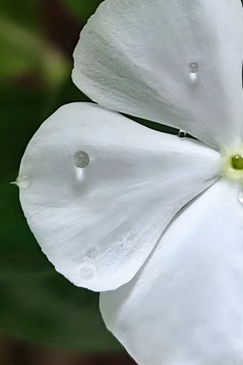 White beauty.jpg preview