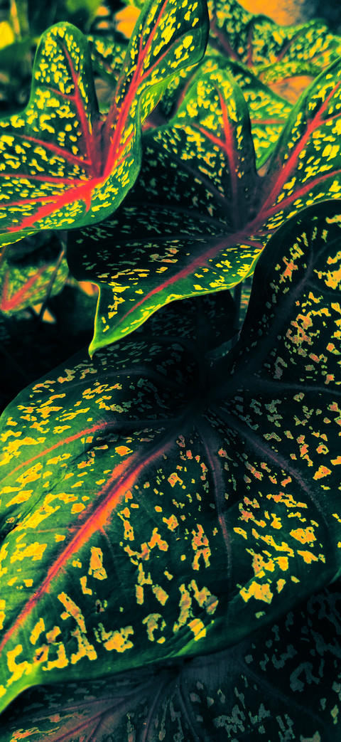Beautiful Plant preview