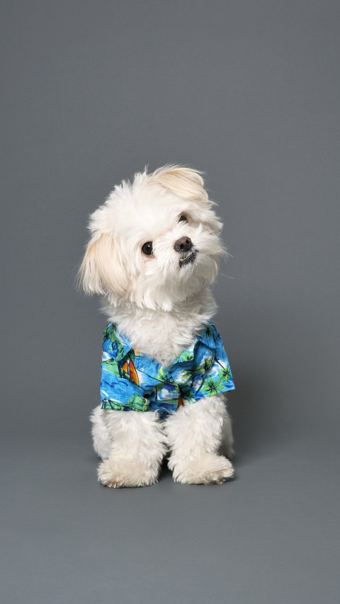 How to improve the quality of pet hair 0 preview