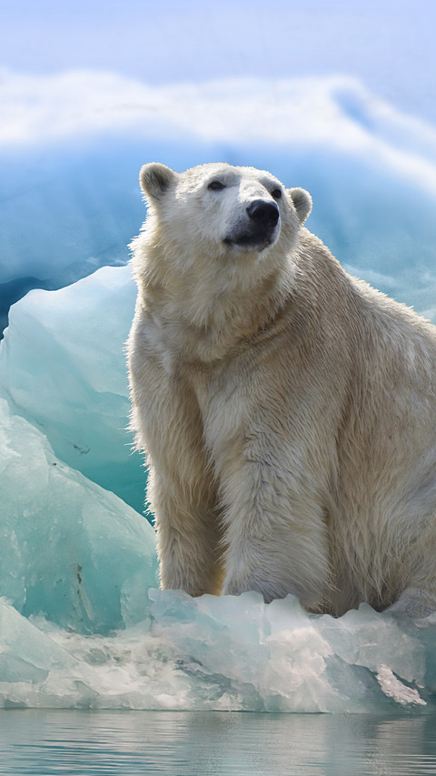 Lovely Polar Bear (4) preview