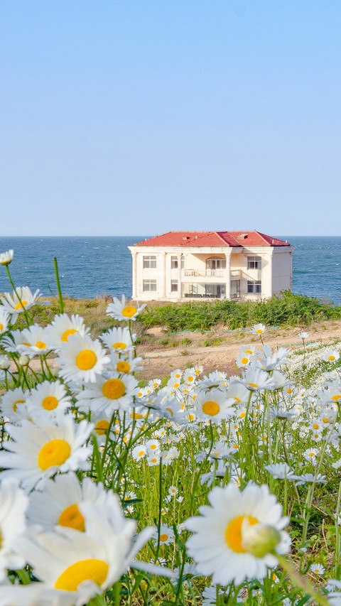 The little daisies blooming by the seaside preview