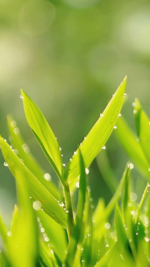 雨后植物 preview