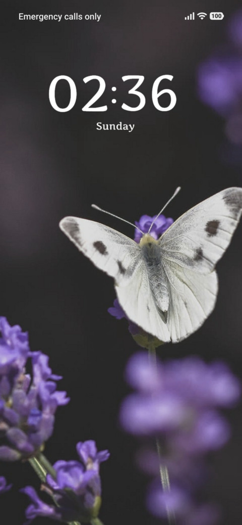 Purple Butterfly preview