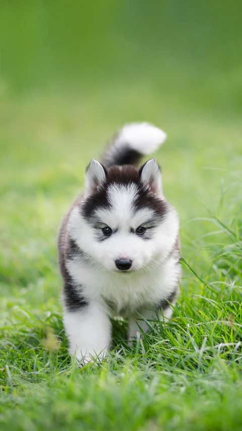 A Cute Puppy Siberian Husky on Grass preview