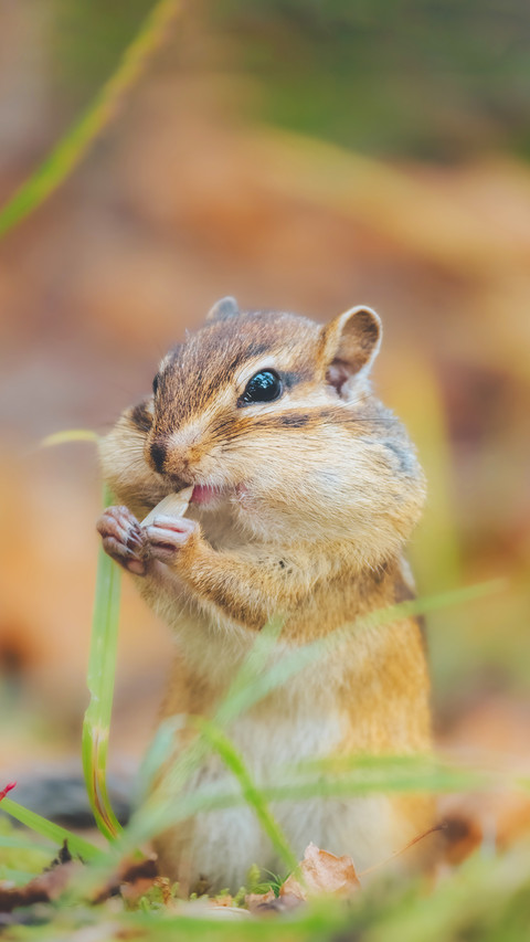 The cutest scam on the entire internet has been exposed preview