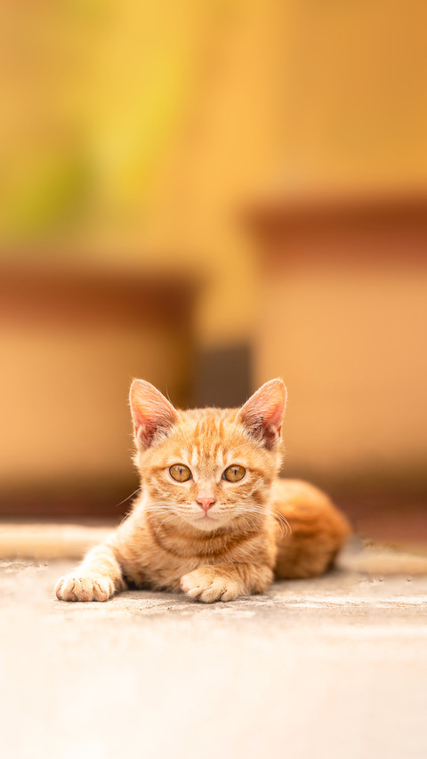 A Portrait of a Tabby Kitten preview