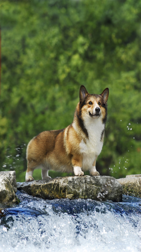 Dog (3) preview
