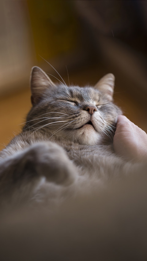 How to capture the cats trust 17 preview