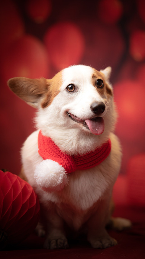 Taboos for improving food for dogs 6 preview