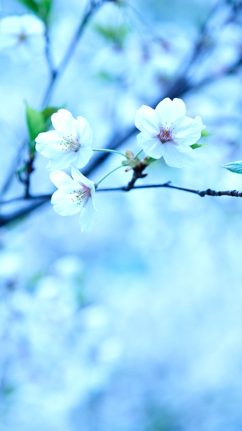 Cherry Blossoms preview