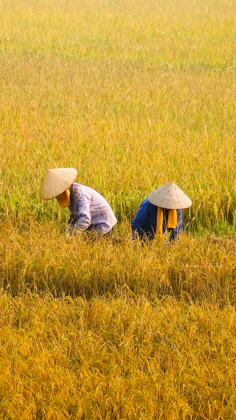 Working in the fields preview