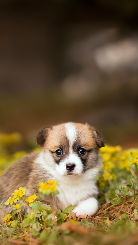 A Newborn Welsh Corgi Pembroke Puppy Playing in The Field preview