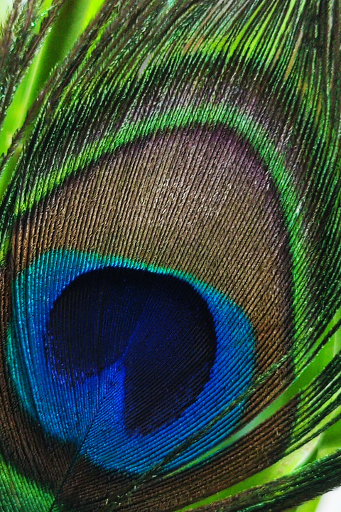 Peacock Feather.jpg preview