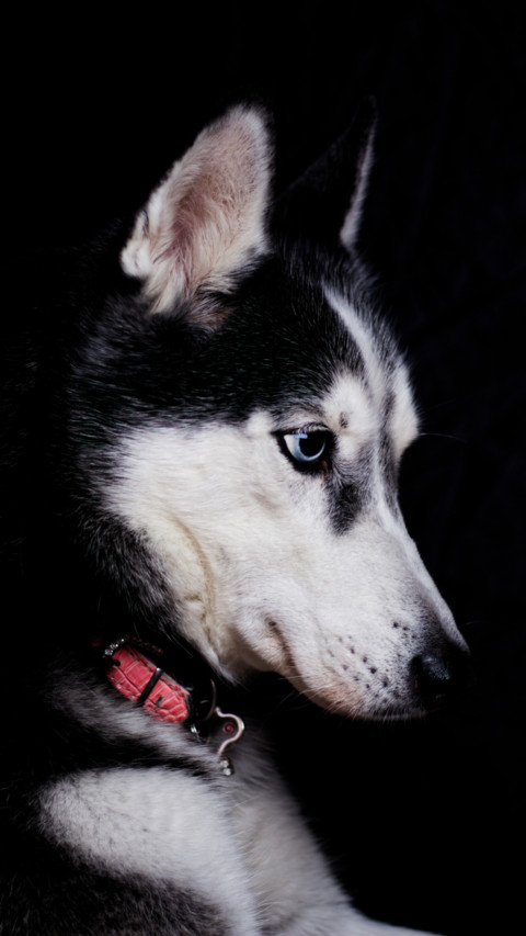 Puppy Love (14) preview