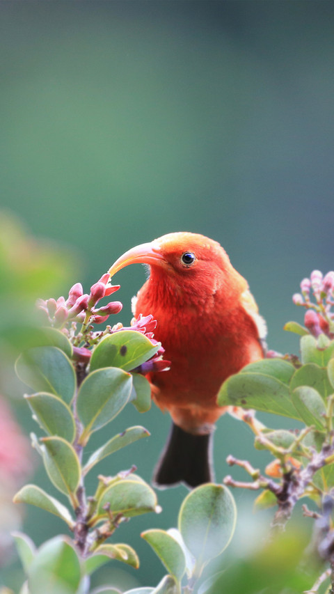 Birds have strange mouths 14 preview