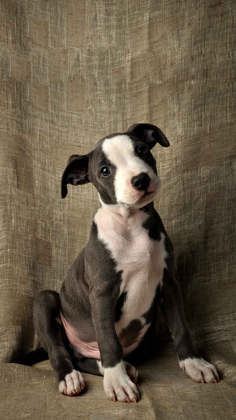 Pit bull puppy, cute pit bull preview