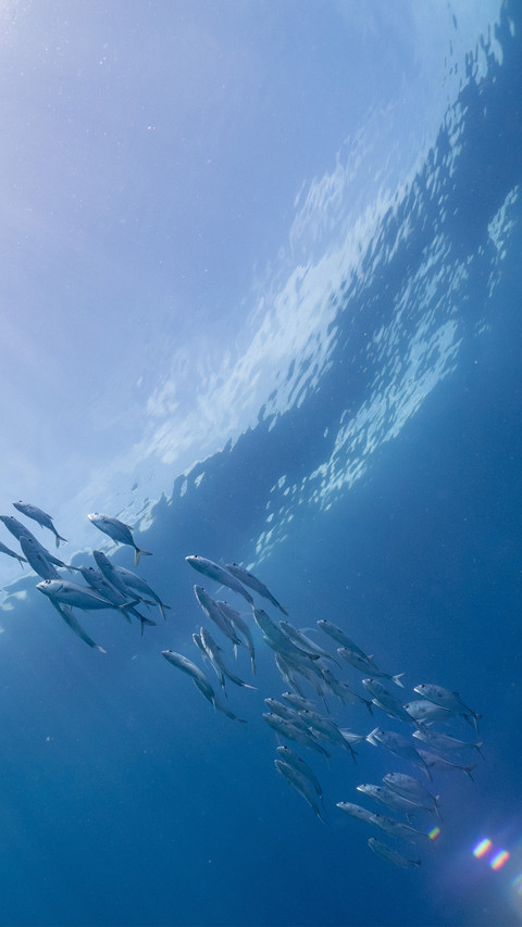 Schools of fish at the bottom of the sea preview