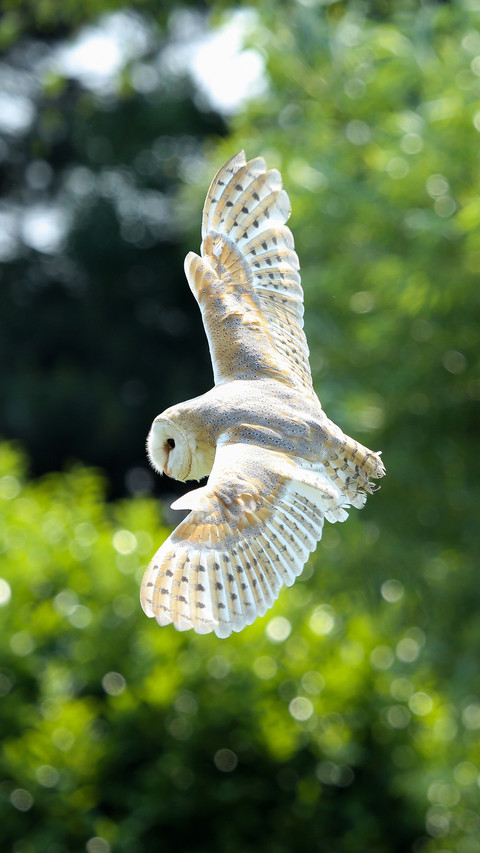 Barn owl preview