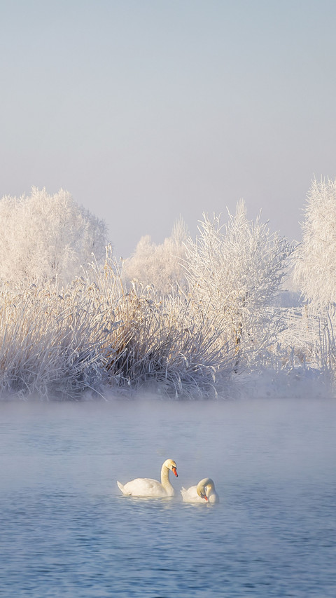 The winter holy land of swans preview