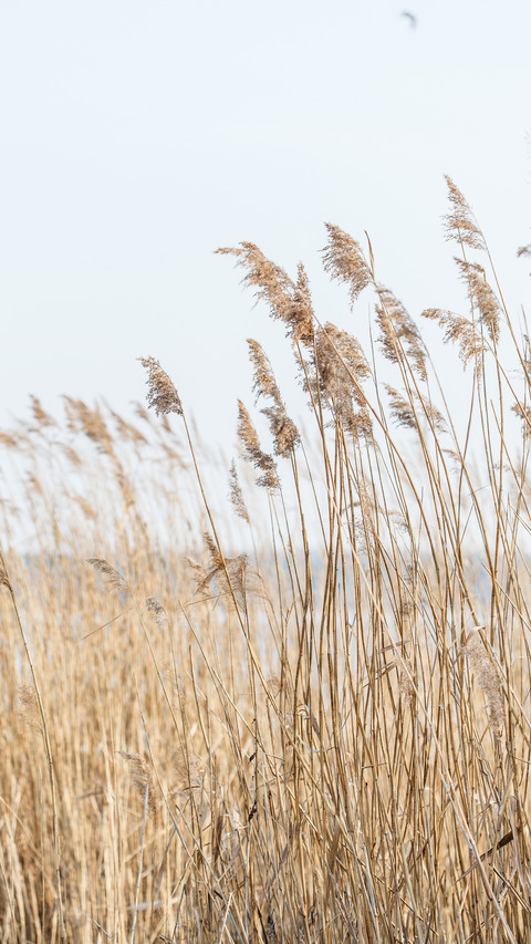 Reed shore preview