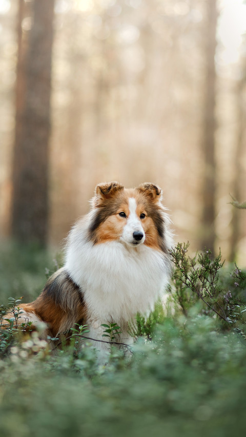 Dog (9) preview