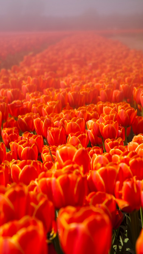 Magnificent flower fields preview
