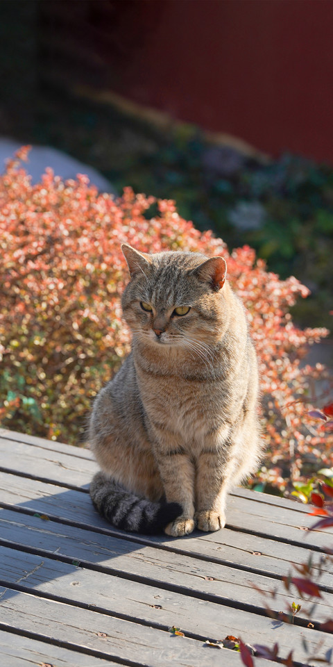 Can cats feel lonely 2 preview