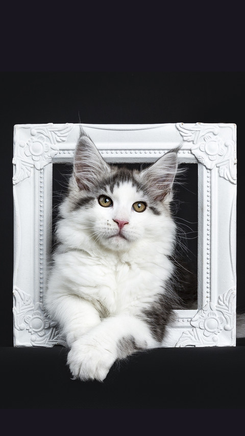 A cats face is Yiyang Qianxi 01 preview