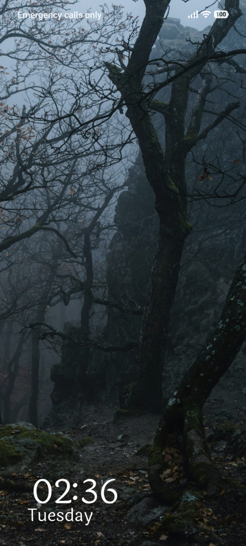 Foggy Woods preview