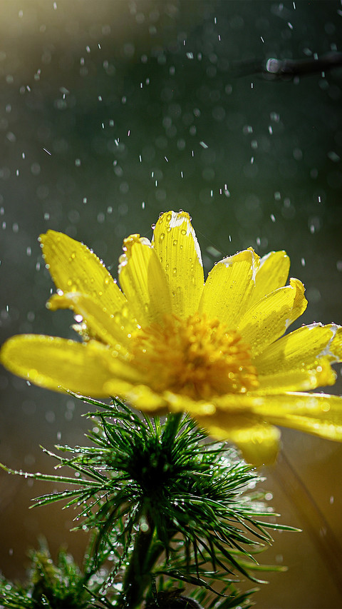 Yellow wet flowers preview