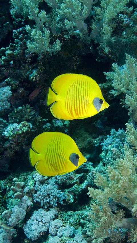 Top ten poisonous fish on earth 85 preview