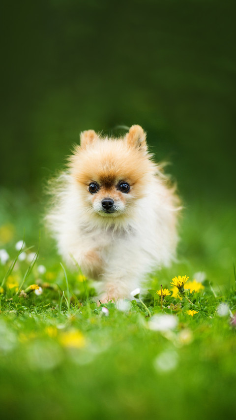 Running pomeranian dog in a spring meadow preview
