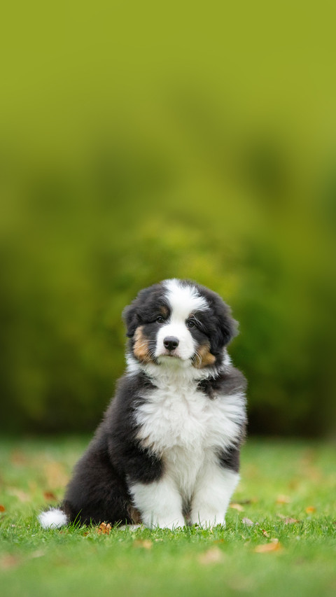 Puppy australian shepherd plays preview