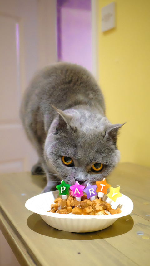 Why do cats like to drink dirty water 8 preview