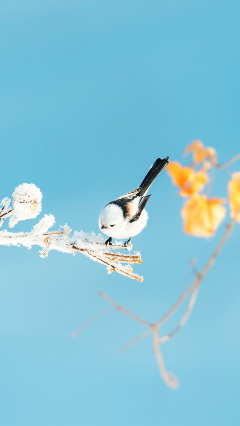 The northern longtailed tit in winter preview