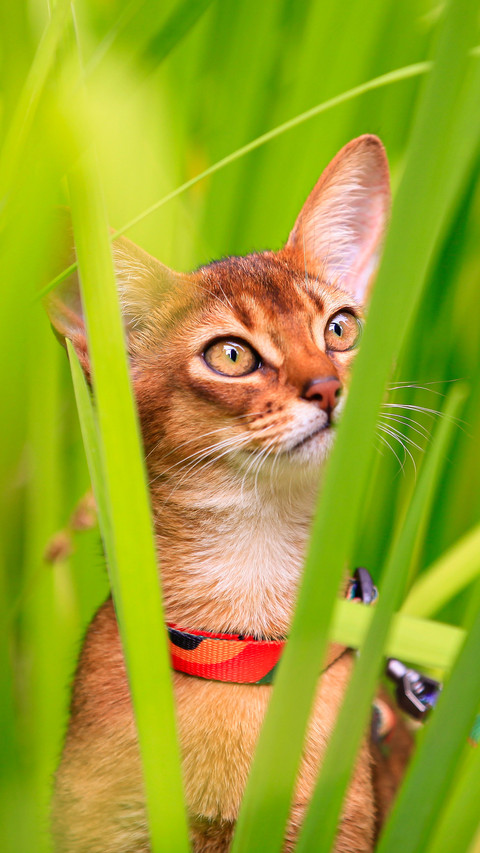Take pets for a walk preview
