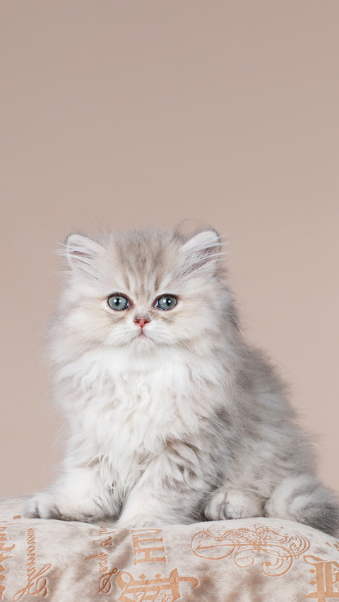 Cute persian kitten sitting on a cushion on brown background preview