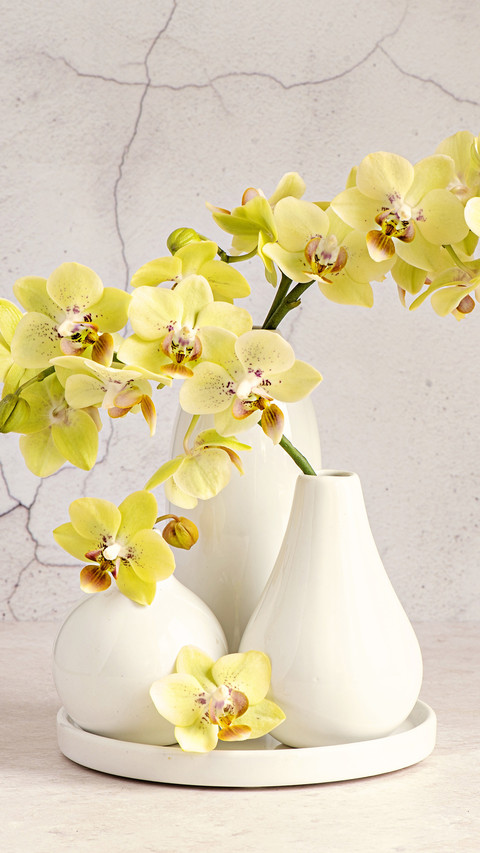 Do you know the growth environment of orchids preview