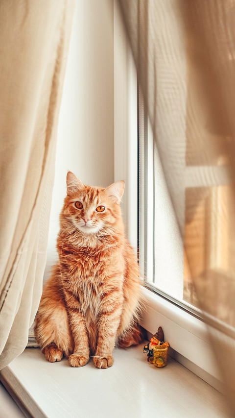 Cute ginger cat relaxing on the windowsill closeup preview