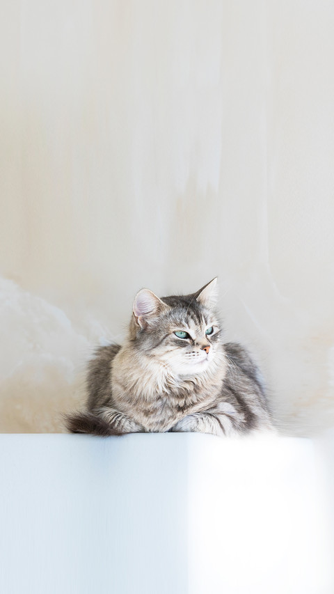 Female cat of siberian breed, grey silver color preview