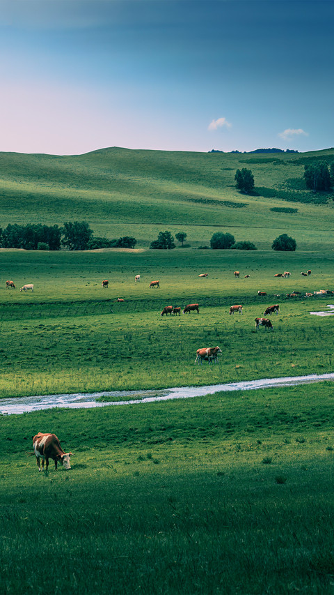 Cattle and sheep by the brook preview