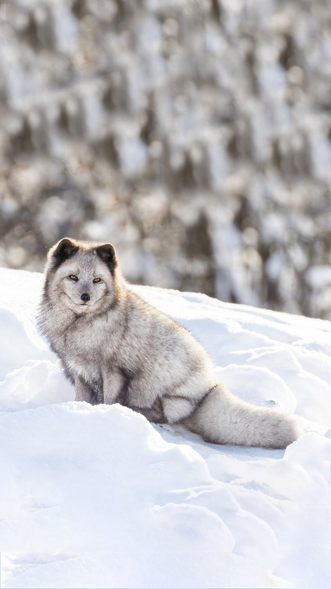 Guess how arctic foxes spend the winter preview