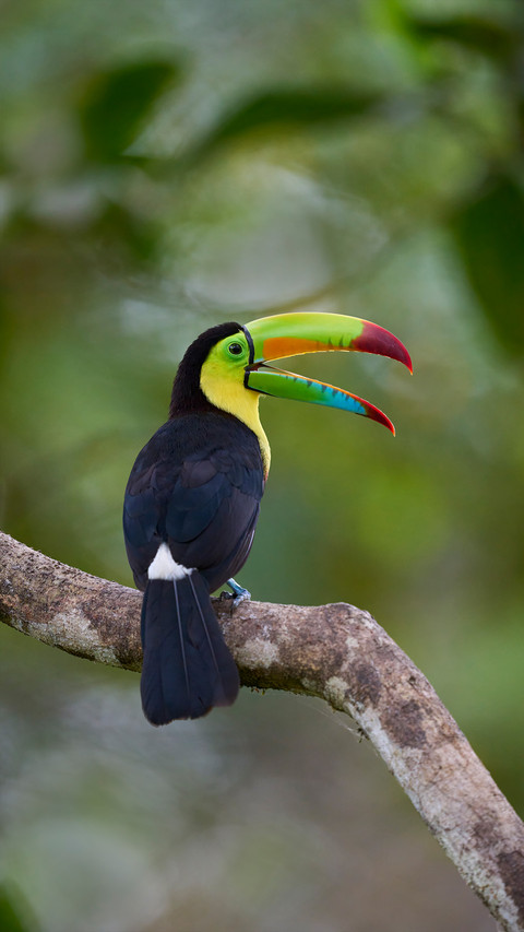 The beak of the toucan is actually very light preview