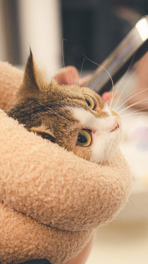 Warm colors and cats preview