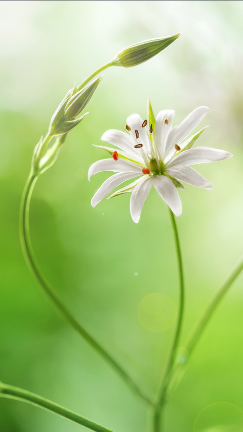 Spring scenery-29 preview
