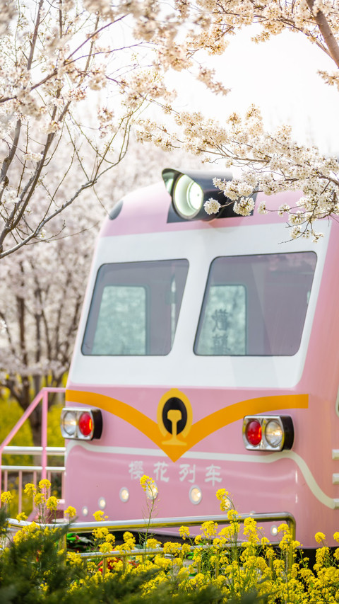 Cherry blossoms and trains preview