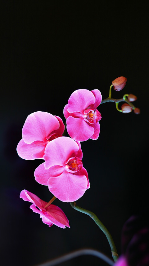 How to Plant Orchids 0 preview