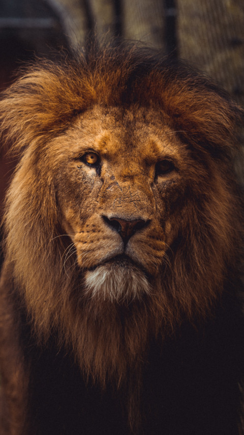 King of the Jungle B2 preview