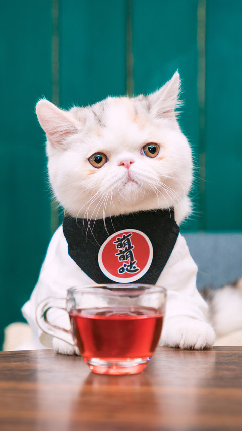 如何让猫咪变成包子脸 preview