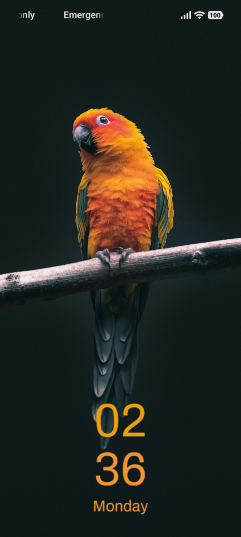 Ember Bird preview